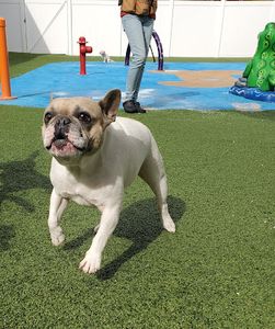 Pampered Pet Resorts photo 32