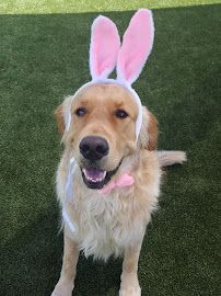 Pampered Pet Resorts photo 34