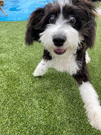 Pampered Pet Resorts photo 37