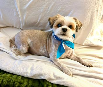 Diamond Dogs Grooming Salon