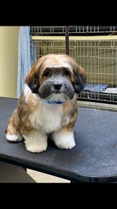 Shandra’s Pet Salon photo 6