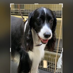 Shandra’s Pet Salon photo 7