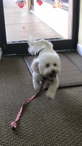 Shandra’s Pet Salon photo 9