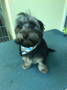 Shandra’s Pet Salon photo 11