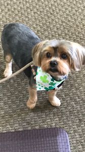 Shandra’s Pet Salon photo 12