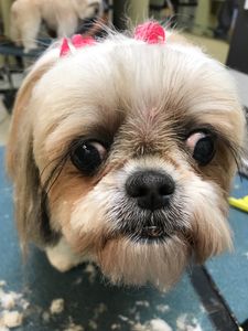 Shandra’s Pet Salon photo 15