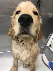 Shandra’s Pet Salon photo 16