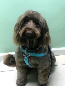 Shandra’s Pet Salon photo 17