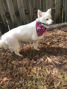 Shandra’s Pet Salon photo 18