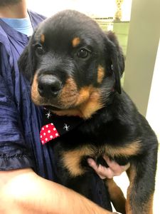 Shandra’s Pet Salon photo 19