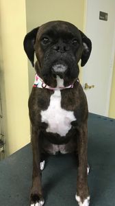 Shandra’s Pet Salon photo 20