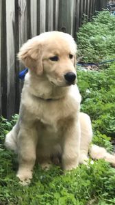 Shandra’s Pet Salon photo 21