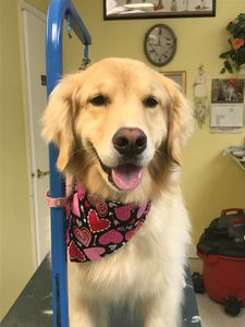 Shandra’s Pet Salon photo 22