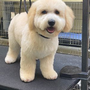 Shandra’s Pet Salon photo 23