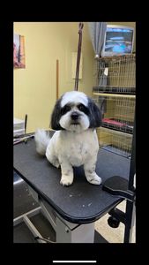 Shandra’s Pet Salon photo 25