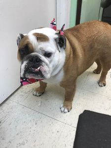 Shandra’s Pet Salon photo 27