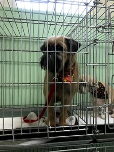 Shandra’s Pet Salon photo 29