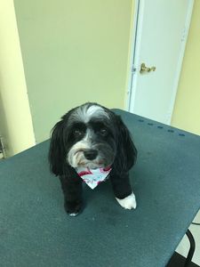 Shandra’s Pet Salon photo 30