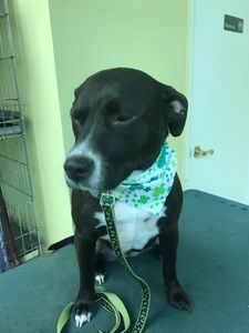 Shandra’s Pet Salon photo 33