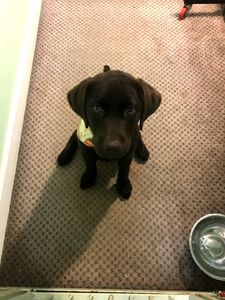 Shandra’s Pet Salon photo 35