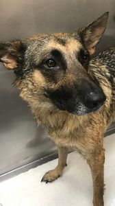 Shandra’s Pet Salon photo 36