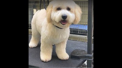 Shandra’s Pet Salon