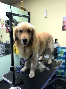 Shandra’s Pet Salon photo 2