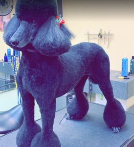 Shandra’s Pet Salon photo 3