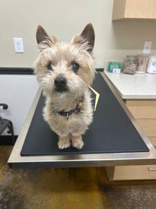 Brown Veterinary Clinic photo 2