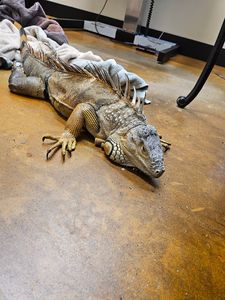 Brown Veterinary Clinic photo 6