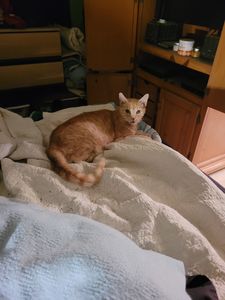 Brown Veterinary Clinic photo 3