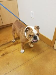 Brown Veterinary Clinic photo 9