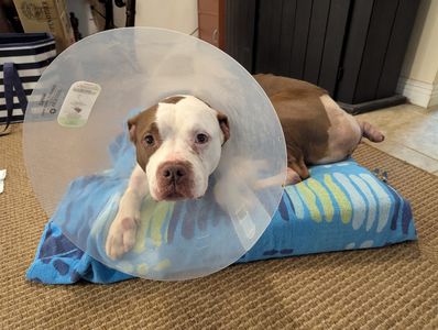 Brown Veterinary Clinic photo 10