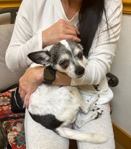 Brown Veterinary Clinic photo 11