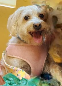 Brown Veterinary Clinic photo 12