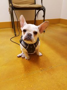 Brown Veterinary Clinic photo 13