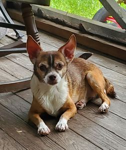 Brown Veterinary Clinic photo 17