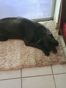 Brown Veterinary Clinic photo 18