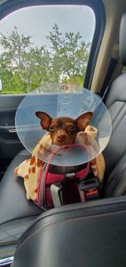 Brown Veterinary Clinic photo 20