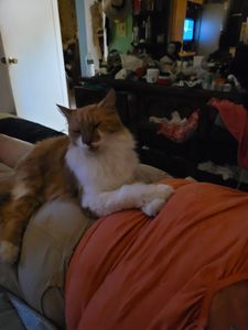 Brown Veterinary Clinic photo 26