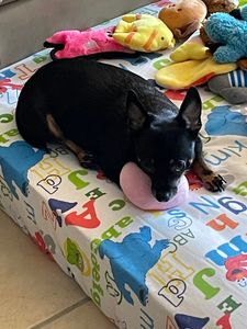 Brown Veterinary Clinic photo 27