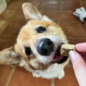 Brown Veterinary Clinic photo 28