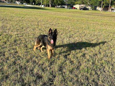 Brown Veterinary Clinic photo 29