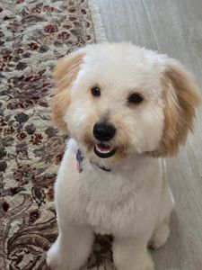 Brown Veterinary Clinic photo 31