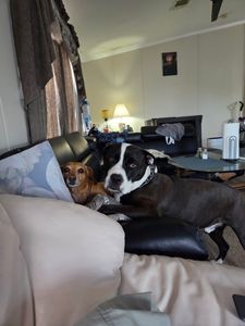 Brown Veterinary Clinic photo 32