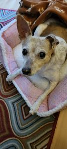 Brown Veterinary Clinic photo 33