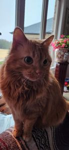 Brown Veterinary Clinic photo 34