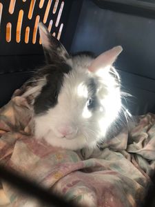 Brown Veterinary Clinic photo 35