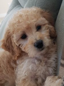 Brown Veterinary Clinic photo 36