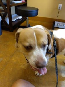 Brown Veterinary Clinic photo 37